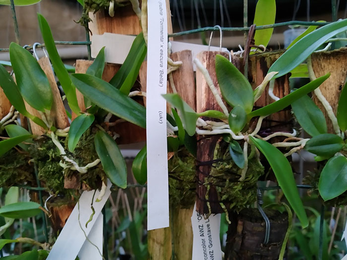 Laelia praestans concolor AWZ 'OES' x concolor AWZ 'Goostave Loose'.jpg