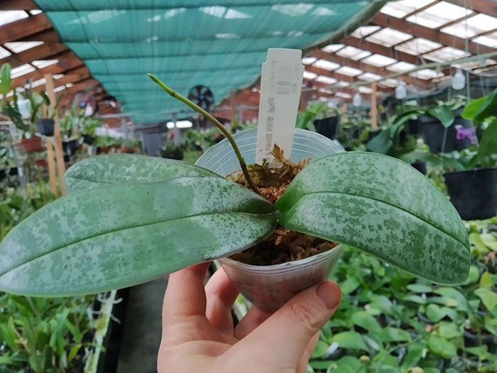 Phalaenopsis SWR Stuart x sib.jpg