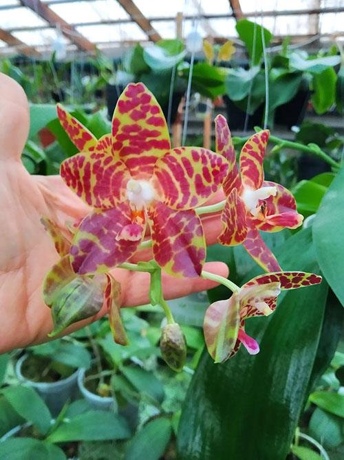 Phalaenopsis Giant Passion x Zheng Min 'Hazel'.jpg