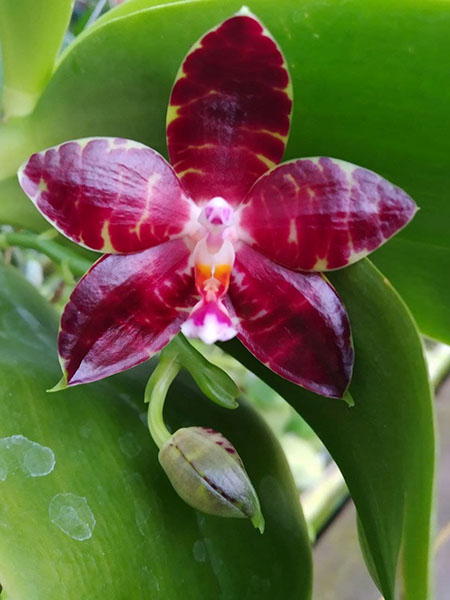 Phalaenopsis Zheng Min Yew x Giant Passion 'OK#2'.jpg