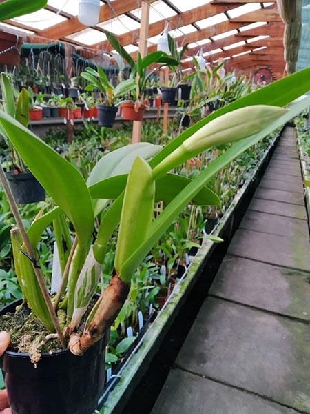 Cattleya trianae ('Fine Variety' x orlata rosea 'AWZ').jpg