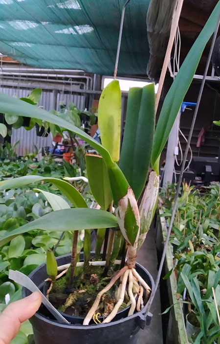 Cattleya percivaliana coerulea 'San Cristobal' x 'Petersen'.jpg