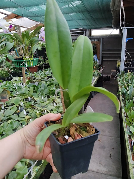 Brassolaeliocattleya Schroder's Love 'SVO' x Brassolaeliocattleya Bouton D'Or 'Halcyon'.jpg