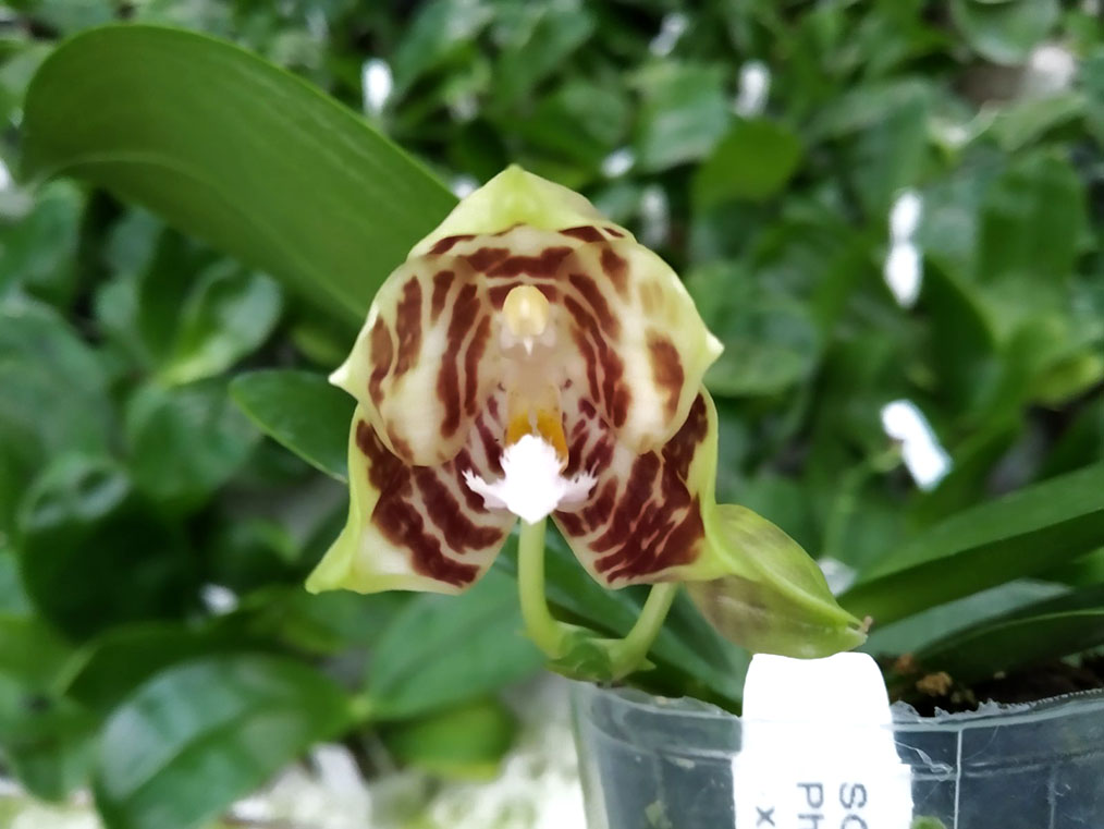 Phalaenopsis Tzu Chiang Tetralitz x Mituo Reflex Dragon.jpg