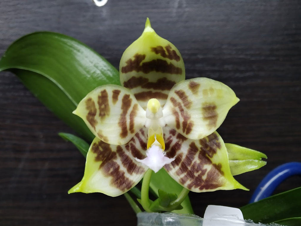 Phalaenopsis Tzu Chiang Tetralitz x Mituo Reflex Dragon.jpg