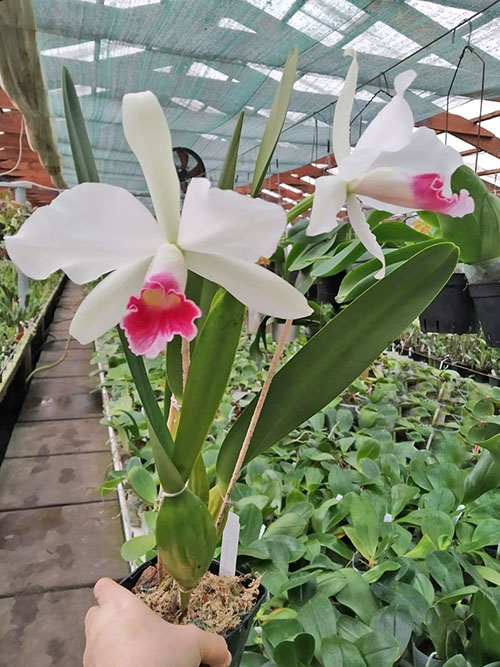 Laelia purpurata carnea.jpg