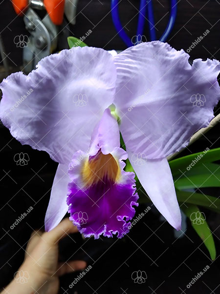 Cattleya trianae ('Fine Variety' x orlata rosea 'AWZ').jpg