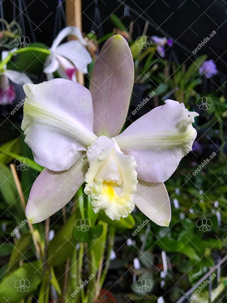 Cattleya harrisoniana var trilabelo.jpg