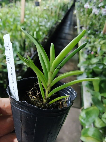 Angraecum scottianum.jpg