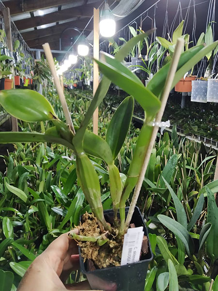 Cattleya skinneri alba 'Hakutsuru'.jpg