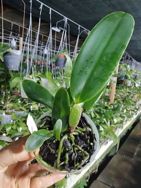 Cattleya Doctor R Schiffmann (Cattleya Callistoglossa x Cattleya mendelii).jpg