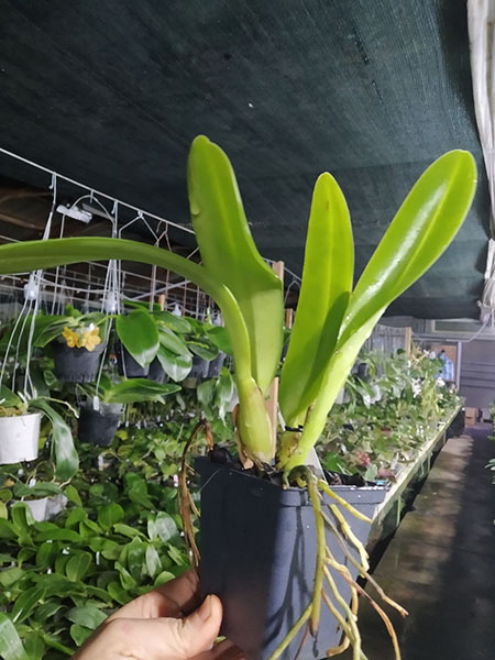 Cattleya trianae 'Mooreana'.jpg