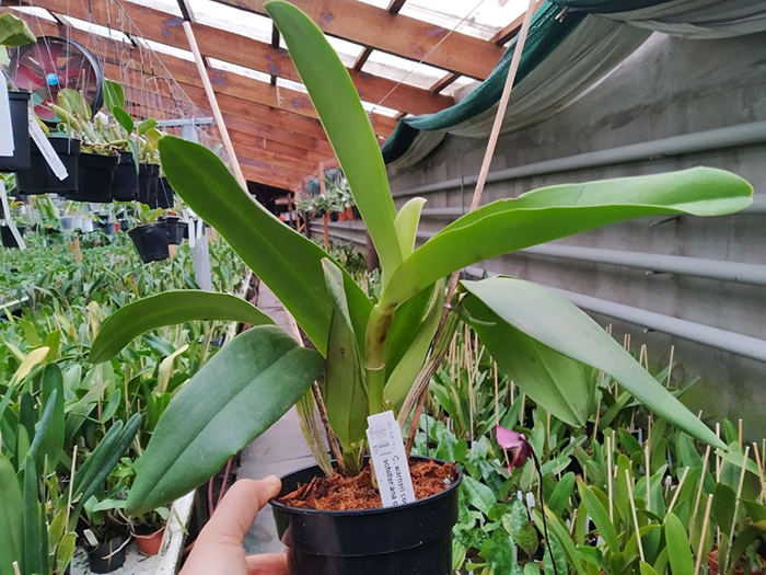 Cattleya warneri coerulea 'Suzuki' x schilleriana coerulea.jpg