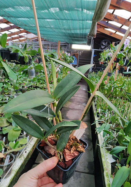 Cattleya Di Pozzi Tiziano coerulea x amethystoglossa coerulea.jpg