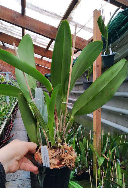 Cattleya gaskelliana coerulea x schilleriana coerulea.jpg