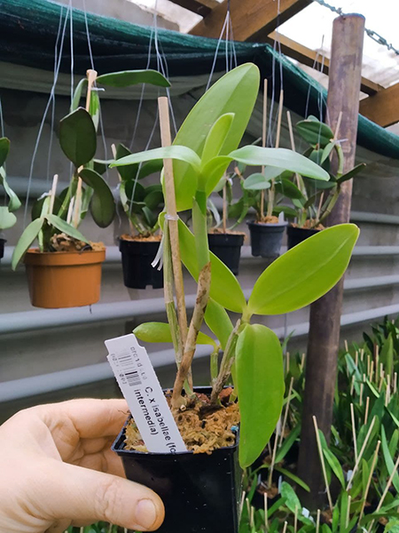 Cattleya x isabellae (forbesii x intermedia).jpg