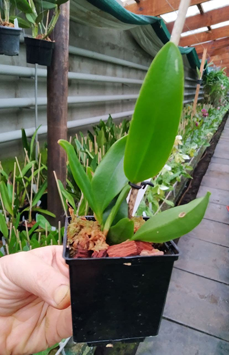 Laelia alaori x praestans suave orlata.jpg