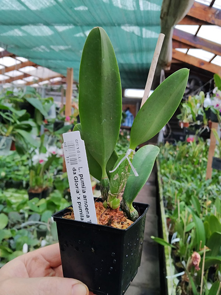 Laelia pumila amoena 'Dona Maria da Gloria' x pumila amoena.jpg