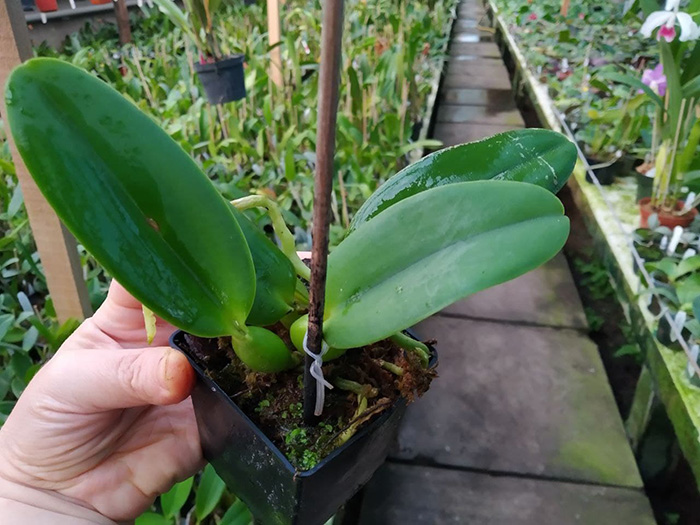 Cattleya warneri alba 'Claire' x Laelia alaorii 'Snowflakes' 4490.jpg