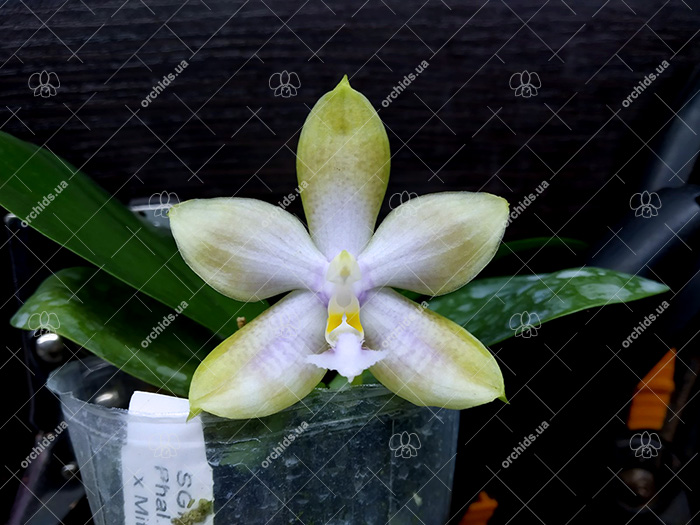 Phalaenopsis Tzu Chiang Tetralitz x Mituo Reflex Dragon.jpg