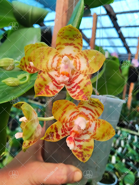 Phalaenopsis Zheng Min Yew x Giant Passion 'OK#2'.jpg