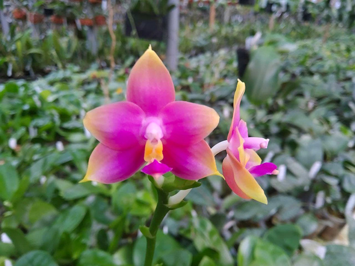 Phalaenopsis (Hawaii Dragon Girl x Penang Violacea).jpg