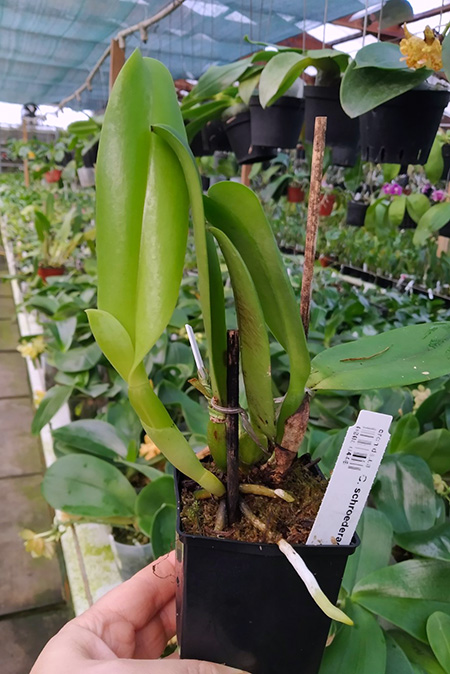 Cattleya schroederae 'Popayan' x self.jpg