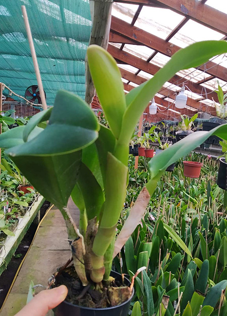 Rhyncholaeliocattleya Siam White 'The Best'.jpg