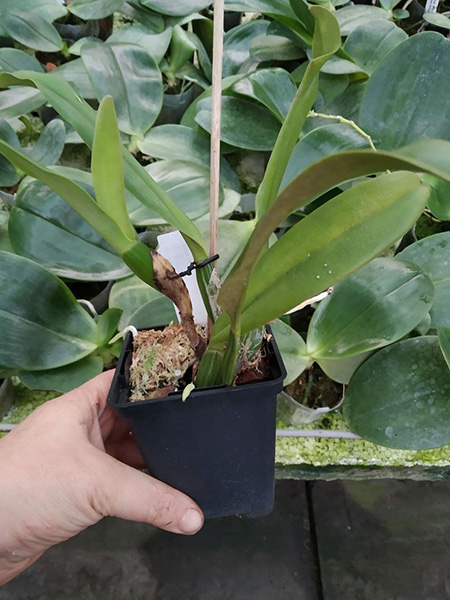 Cattleya jenmanii coerulea x self.jpg