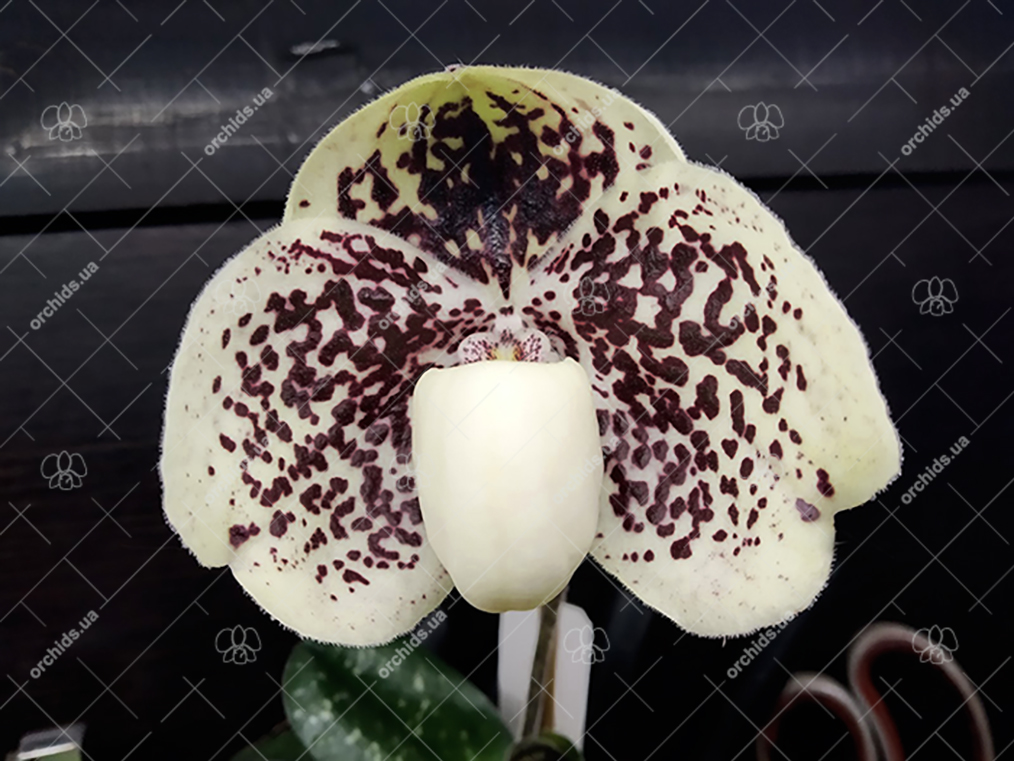 Paphiopedilum godefroyae.jpg