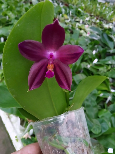 Phalaenopsis Mituo Princess 'Black Beauty' x (speciosa x Mituo Prince) 'Taro purple'.jpg