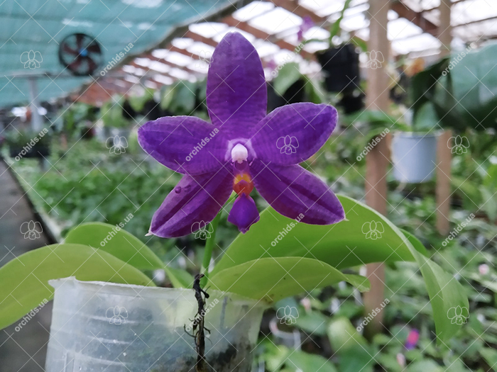 Phalaenopsis violacea indigo x lueddemanniana blue.jpg