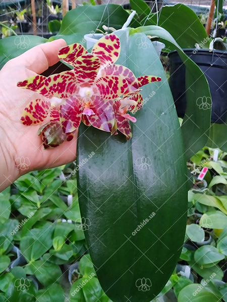 Phalaenopsis Giant Passion x Zheng Min 'Hazel'.jpg