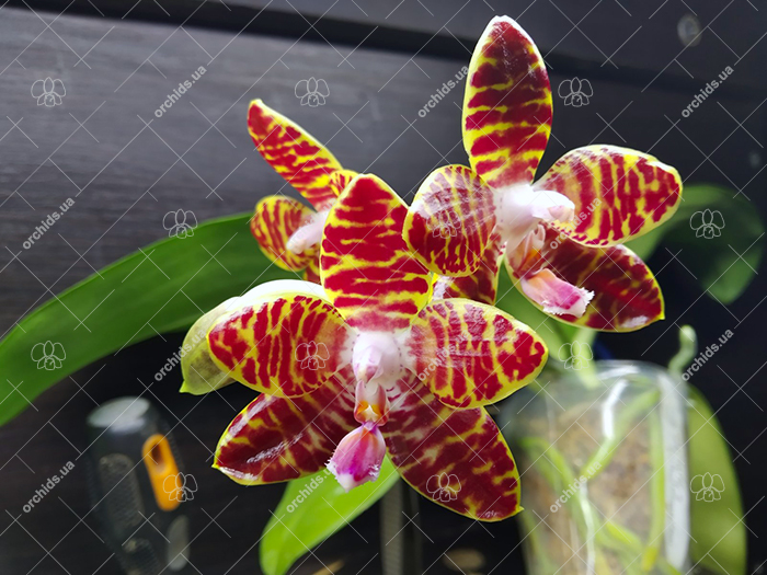 Phalaenopsis Joey 'Yu Fu' x Kung's Red Cherry 'Jon'.jpg