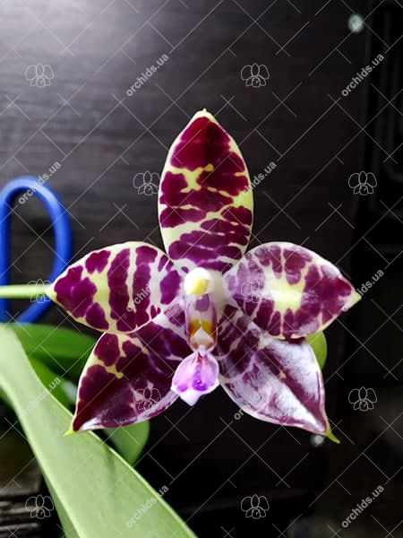 Phalaenopsis Joey 'Yu Fu' x Kung's Red Cherry 'Jon'.jpg