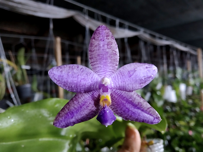 Phalaenopsis (YangYang Blue Angel x lueddemanniana coerulea).jpg