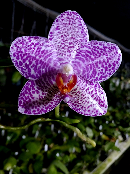 Phalaenopsis Miro Jo Gi 'Mituo #1' x Mituo Sun 'Mituo #1'.jpg