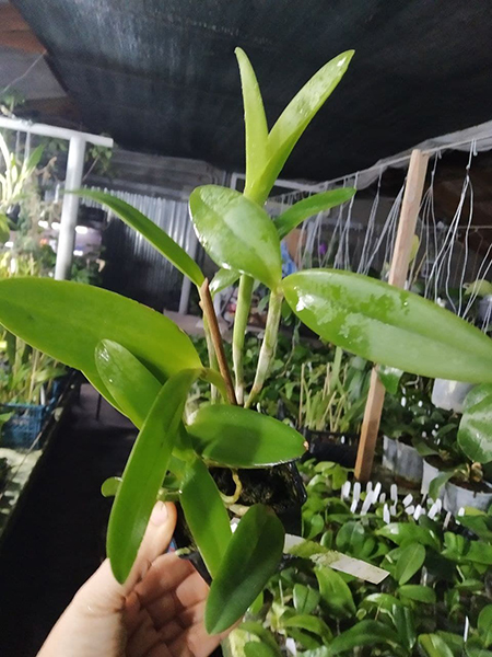 Cattleya intermedia (sanguinea trilabelo 'Sombra' x trilabelo vinicolor 'Gomes').jpg