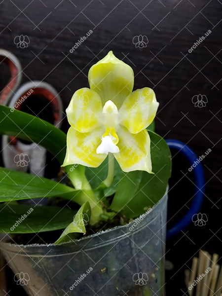 Phalaenopsis Tzu Chiang Tetralitz x Mituo Reflex Dragon.jpg