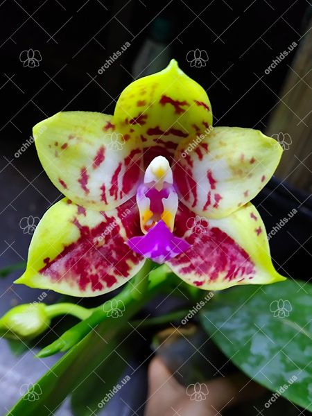 Phalaenopsis Orchid World.jpg