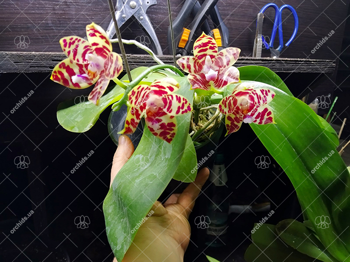 Phalaenopsis Giant Passion x Zheng Min 'Hazel'.jpg