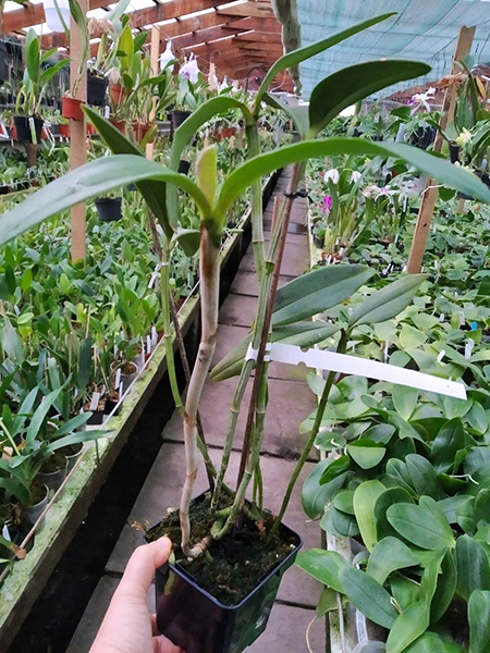 Cattleya schofieldiana 'Potira' x schofieldiana 'Janaína'.jpg