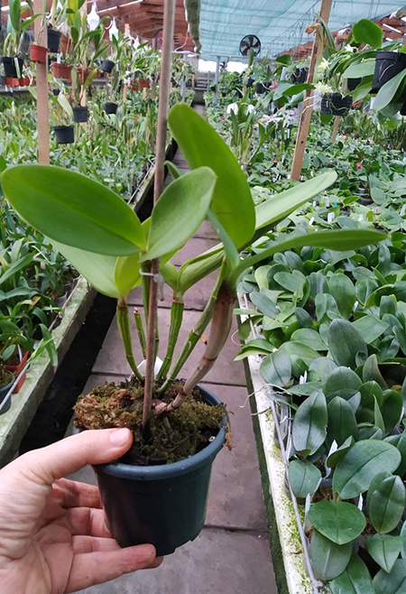 Cattleya forbesii ('Bela Vista 1' x 'Bela Vista 2').jpg