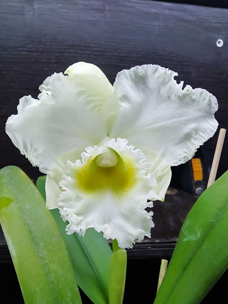 Cattleya Gertrude Hausermann.jpg