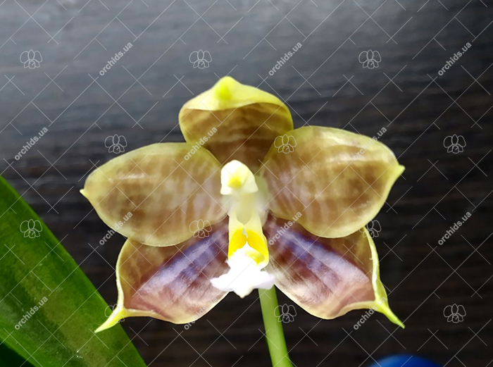 Phalaenopsis Tzu Chiang Tetralitz x Mituo Reflex Dragon.jpg