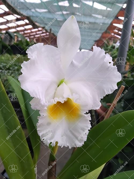 Cattleya Gertrude Hausermann.jpg