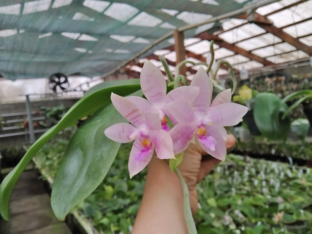 Phalaenopsis Penang Violacea x tetraspis.jpg