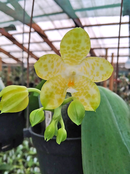 Phalaenopsis Lyndon Waltz x gigantea alba 'Tai Wei'.jpg