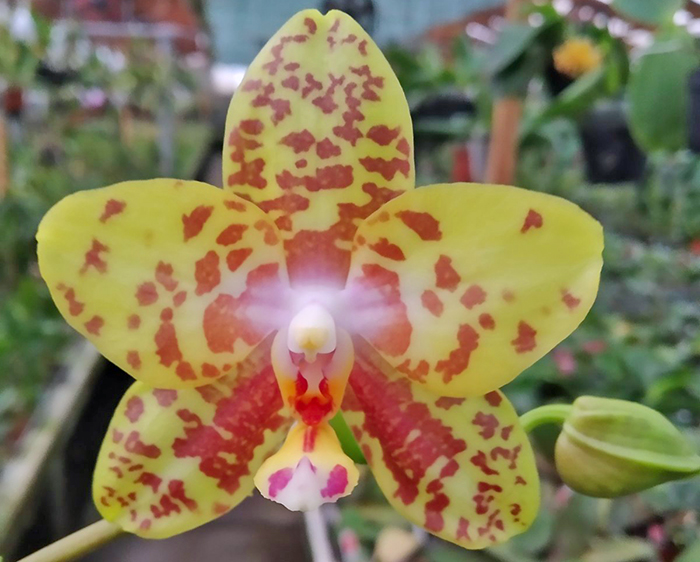 Phalaenopsis Diamond Beauty '1202' x Mituo Gelb Eagle 'Rainbow'.jpg