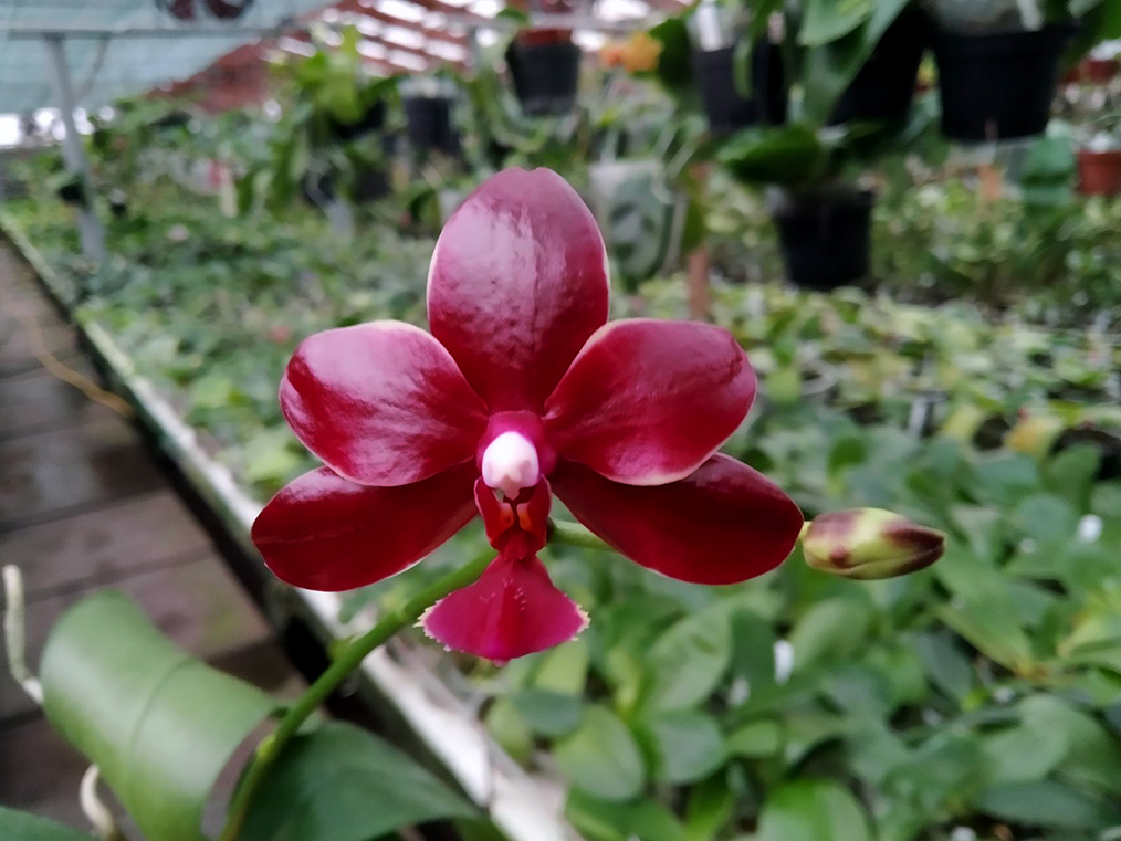 Phalaenopsis Dendi's Razzmatazz x lueddemanniana 'Mindanao'.jpg